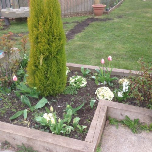Tulips & Primroses